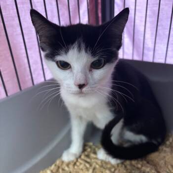 Rescue Domestic Short Hair Cats for Adoption in Lakeland, Florida - Sarah | PetCurious