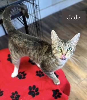 Jade -  Domestic Short Hair Cat for Adoption in Chalfont, Pennsylvania - Jade | PetCurious