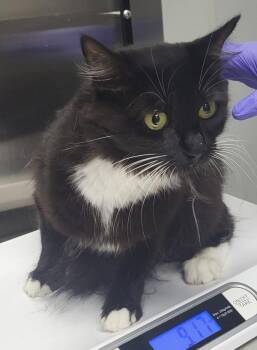 Fm 7 Sady -  Domestic Short Hair Cat for Adoption in Lawrenceville, Georgia - Fm 7 Sady | PetCurious
