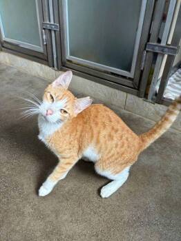 Domestic Short Hair Cats Available for Adoption in Honolulu, Hawaii - Cheese Doodle | PetCurious