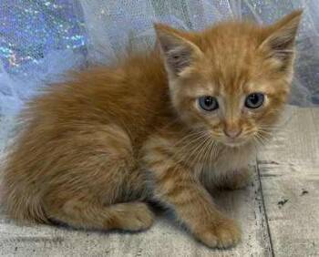 Rescue Domestic Short Hair Cats for Adoption in Shreveport, Louisiana - Apple Jack | PetCurious