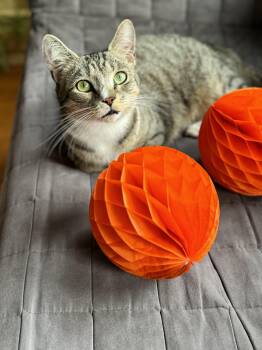 Rescue Domestic Short Hair Cats for Adoption - Tennesse | PetCurious