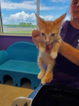 Rescue Domestic Short Hair Cats for Adoption in Bossier City, Louisiana - Pinky | PetCurious