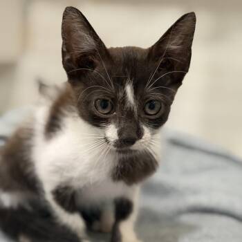 PRETZEL -  Domestic Medium Hair Cat for Adoption in West Palm Beach, Florida - PRETZEL | PetCurious