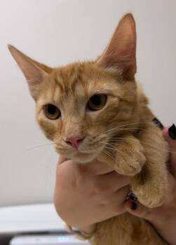 Sunny D -  Domestic Short Hair Cat for Adoption in Sacramento, California - Sunny D | PetCurious