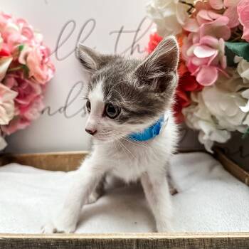 Oregano -  Domestic Short Hair Cat for Adoption in Newberg, Oregon - Oregano | PetCurious