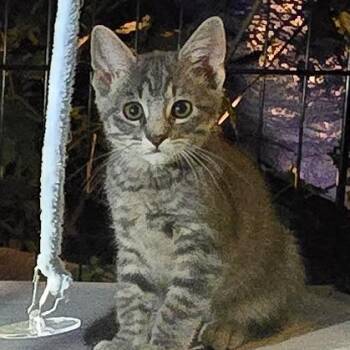 Anders aka Genola baby 4 -  Domestic Short Hair Cat for Adoption in Grantsville, Utah - Anders Aka Genola Baby 4 | PetCurious