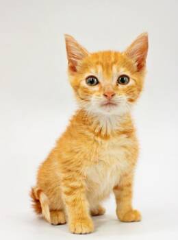 Hermione -  Domestic Medium Hair and Domestic Short Hair Cat Available for Adoption in Morton Grove, Illinois - Hermione | PetCurious