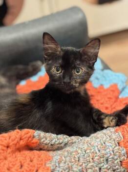 Seraphina -  Domestic Medium Hair and Domestic Short Hair Cat for Adoption in Dallas, Texas - Seraphina | PetCurious