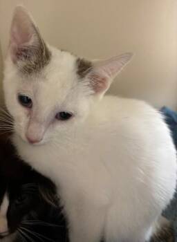 Rub-A-Dub -  Domestic Short Hair Cat for Adoption in Cincinnati, Ohio - Rub-A-Dub | PetCurious