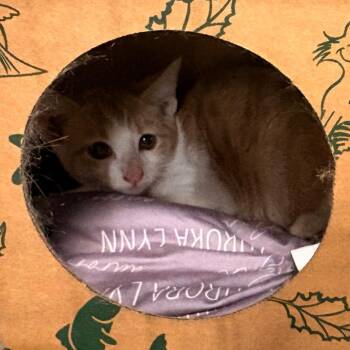 Wingstop -  Domestic Short Hair Cat for Adoption in St. Louis, Missouri - Wingstop | PetCurious