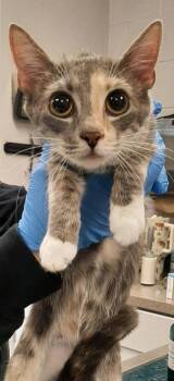 Domestic Short Hair Cats Available for Adoption - Scooter | PetCurious