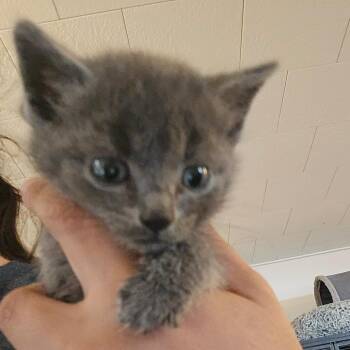Domestic Short Hair Cats Available for Adoption in Hanna City, Illinois - River | PetCurious