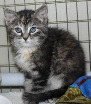 Domestic Short Hair Cats Available for Adoption in Huron, South Dakota - Crumpet | PetCurious