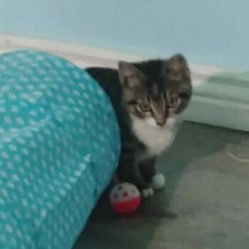 Rescue Domestic Short Hair Cats for Adoption in Buffalo, Wyoming - Dryer | PetCurious