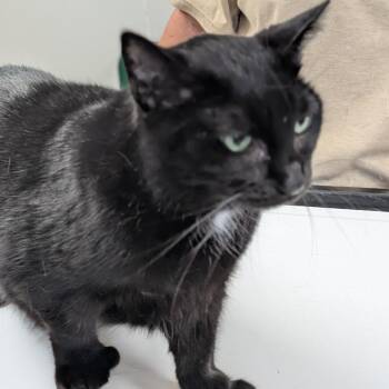 Mittens -  Domestic Short Hair Cat for Adoption in Canton, Illinois - Mittens | PetCurious