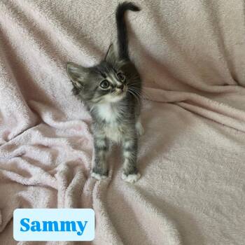 Sammy -  Domestic Medium Hair Cat for Adoption in Crown Point, Indiana - Sammy | PetCurious