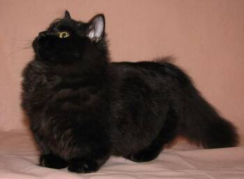 Domestic Long Hair Cats Available for Adoption - Fleurette | PetCurious