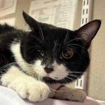 Domestic Short Hair Cats Available for Adoption - Kittie | PetCurious