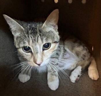 Gingersnap -  Domestic Short Hair Cat for Adoption in Shreveport, Louisiana - Gingersnap | PetCurious