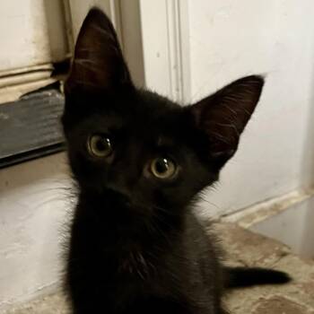 Westley -  Domestic Short Hair Cat for Adoption in Columbia, South Carolina - Westley | PetCurious