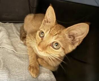 Josh -  Domestic Short Hair Cat for Adoption in Honolulu, Hawaii - Josh | PetCurious