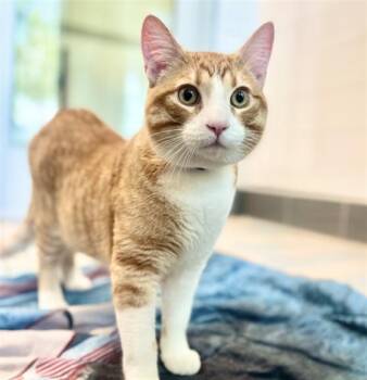 BOWIE -  Domestic Short Hair Cat for Adoption in Loveland, Colorado - BOWIE | PetCurious