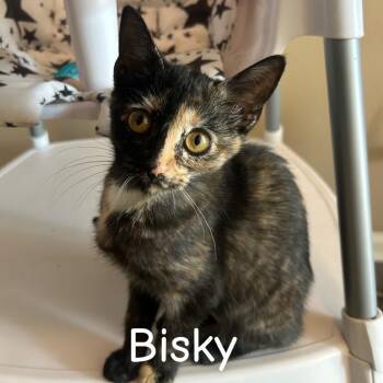 Bisky -  Domestic Short Hair Cat for Adoption in Murfreesboro, Tennessee - Bisky | PetCurious