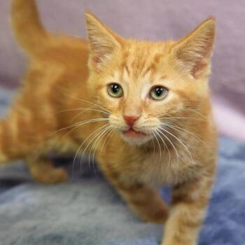 Sir Didymus -  Domestic Short Hair Cat for Adoption in Versailles, Kentucky - Sir Didymus | PetCurious