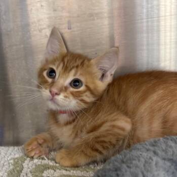 Dave (RED) -  Domestic Short Hair Cat for Adoption in League City, Texas - Dave (RED) | PetCurious