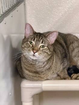 Domestic Short Hair Cats Available for Adoption in Fruit Heights, Utah - Olifur | PetCurious