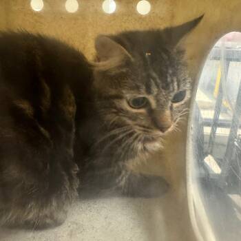 Kotoha -  Domestic Medium Hair Cat for Adoption in Columbiana, Alabama - Kotoha | PetCurious