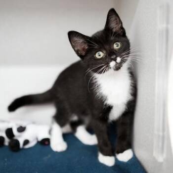 Skitt -  Domestic Short Hair Cat for Adoption in Atlanta, Georgia - Skitt | PetCurious