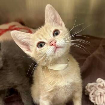 Poppy -  Domestic Short Hair Cat for Adoption in Walnut Creek, California - Poppy | PetCurious