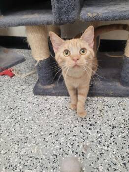 Spacey -  Domestic Short Hair Cat for Adoption in Republic, Missouri - Spacey | PetCurious
