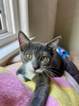 Rescue Domestic Short Hair Cats for Adoption in Oceanside, California - Baby Seal | PetCurious