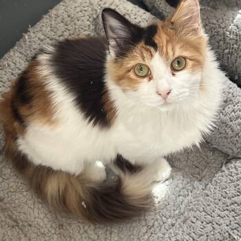 Rescue Calico Cats for Adoption in Glendora, California - Fluffy Calico Beauty | PetCurious