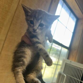 Grasshopper -  Domestic Long Hair Cat for Adoption in Tylertown, Mississippi - Grasshopper | PetCurious