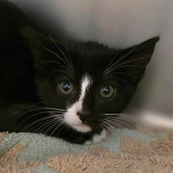 Domestic Long Hair Cats Available for Adoption in Buellton, California - Spicy Ahi | PetCurious