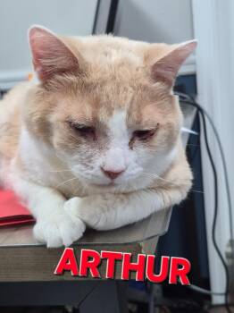 Arthur -  Domestic Short Hair Cat Available for Adoption in Rome, Georgia - Arthur | PetCurious