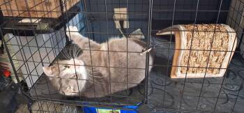 Patience -  Domestic Short Hair Cat for Adoption in Lewis Center, Ohio - Patience | PetCurious