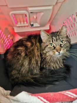 Domestic Long Hair Cats Available for Adoption in Fort Collins, Colorado - BJ | PetCurious