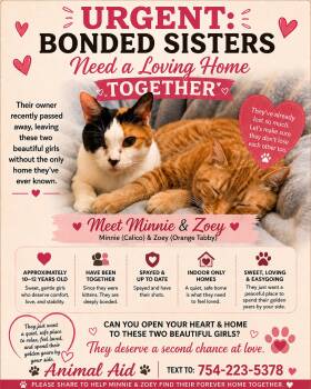 Two sisters - one Bond -  Domestic Short Hair Cat for Adoption in Oakland Park, Florida - Two Sisters - One Bond | PetCurious