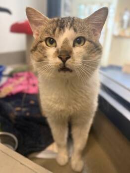 Domestic Short Hair Cats Available for Adoption in King William, Virginia - Garlic Bread | PetCurious