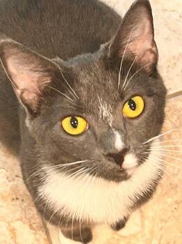 Lil babe -  Domestic Short Hair Cat for Adoption in Tampa, Florida - Lil Babe | PetCurious