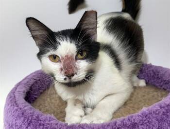 DARLENE -  Domestic Short Hair Cat for Adoption in Fort Lauderdale, Florida - DARLENE | PetCurious