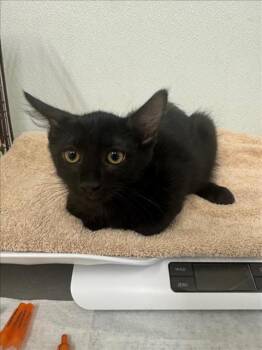 Rescue Domestic Short Hair Cats for Adoption in Hayward, California - BILLY | PetCurious