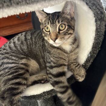 Rescue Domestic Short Hair Cats for Adoption in Mount Laurel Township, New Jersey - Mad Max (and Molly) | PetCurious