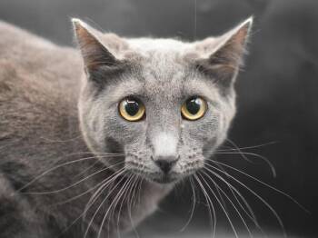 Flipper -  Domestic Short Hair Cat for Adoption in Portland, Oregon - Flipper | PetCurious