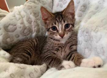 Shredder -  Domestic Short Hair Cat for Adoption in La Porte, Indiana - Shredder | PetCurious
